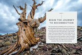 The Healing Magic of Forest Bathing: Finding Calm, Creativity, and Connection in the Natural World