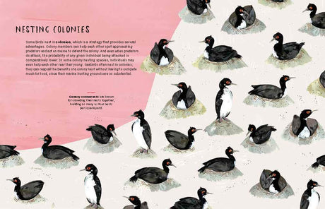 Nests, Eggs, Birds: An Illustrated Aviary - Retail Maharaj