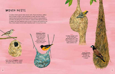 Nests, Eggs, Birds: An Illustrated Aviary - Retail Maharaj