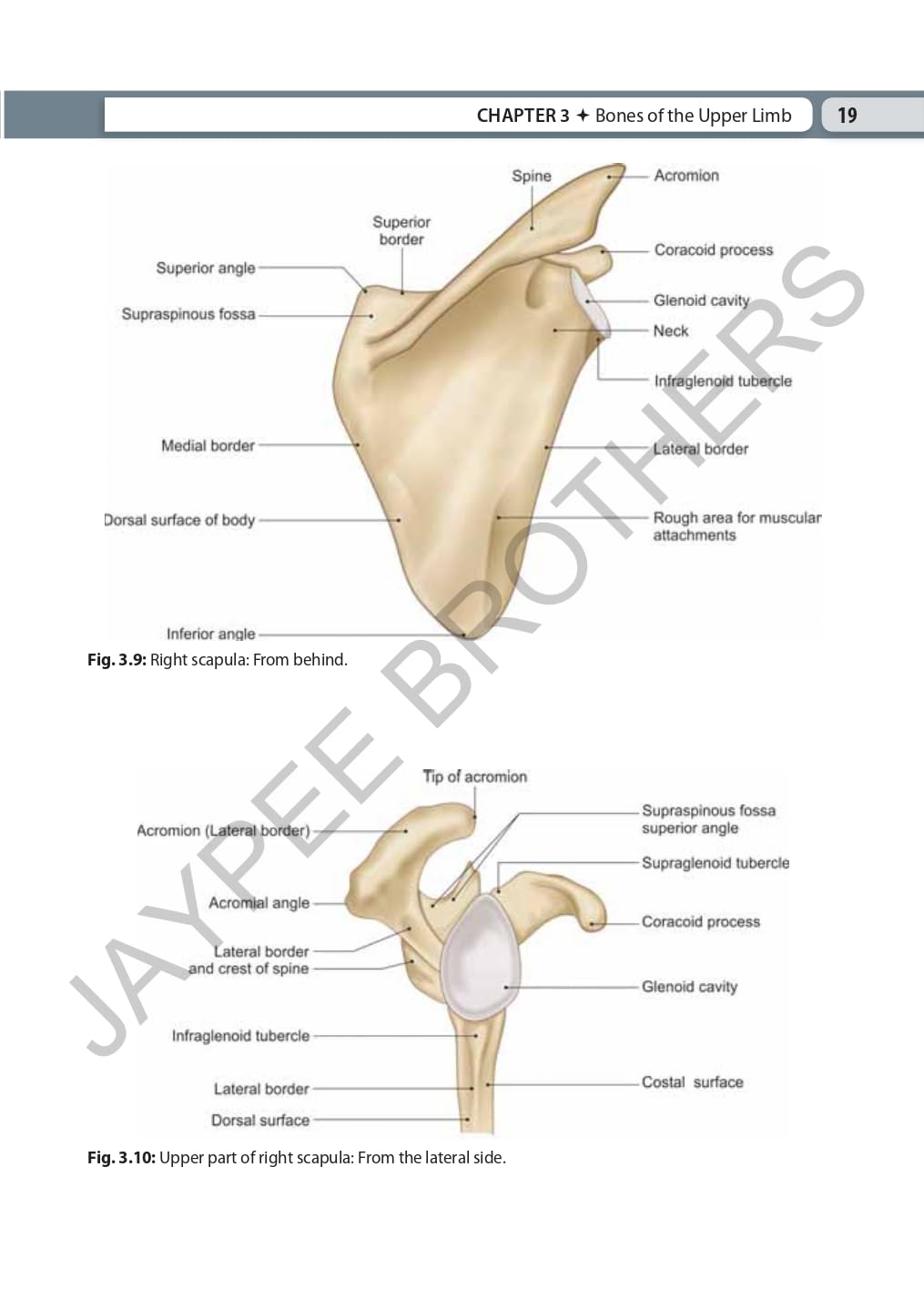 INDERBIR SINGH'S TEXTBOOK OF HUMAN OSTEOLOGY WITH ATLAS OF MUSCLE ATTACHMENTS
