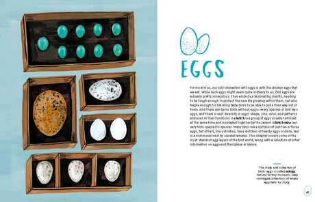 Nests, Eggs, Birds: An Illustrated Aviary - Retail Maharaj