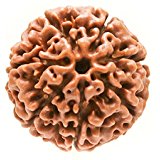 Shri 7 Mukhi Saptarishi Rudraksha Divya Beed for Wealth and Prosperity - Retail Maharaj