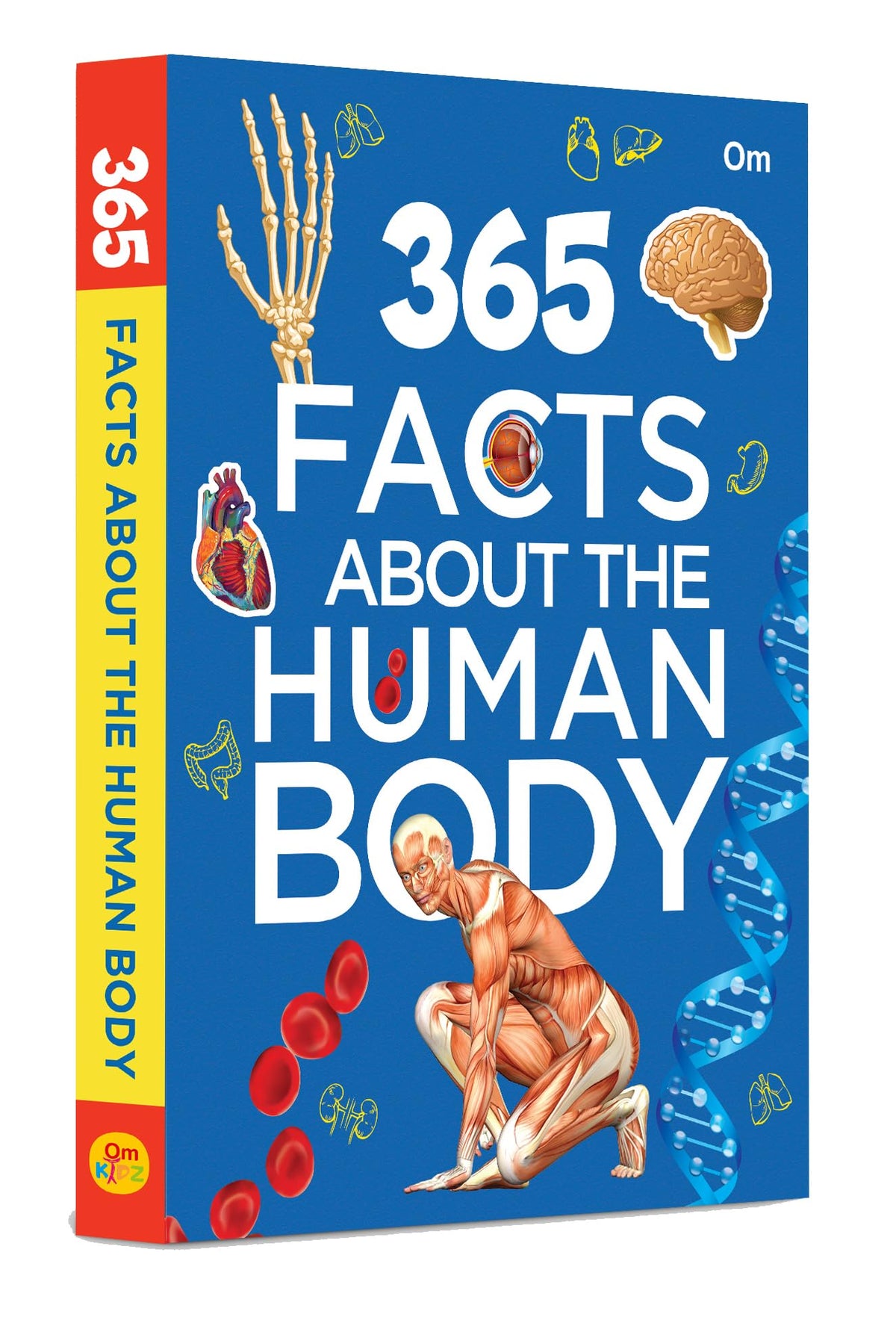 Organs Fact File 365 Facts About the Human Body: Anatomy & Biology Facts for Kids ...