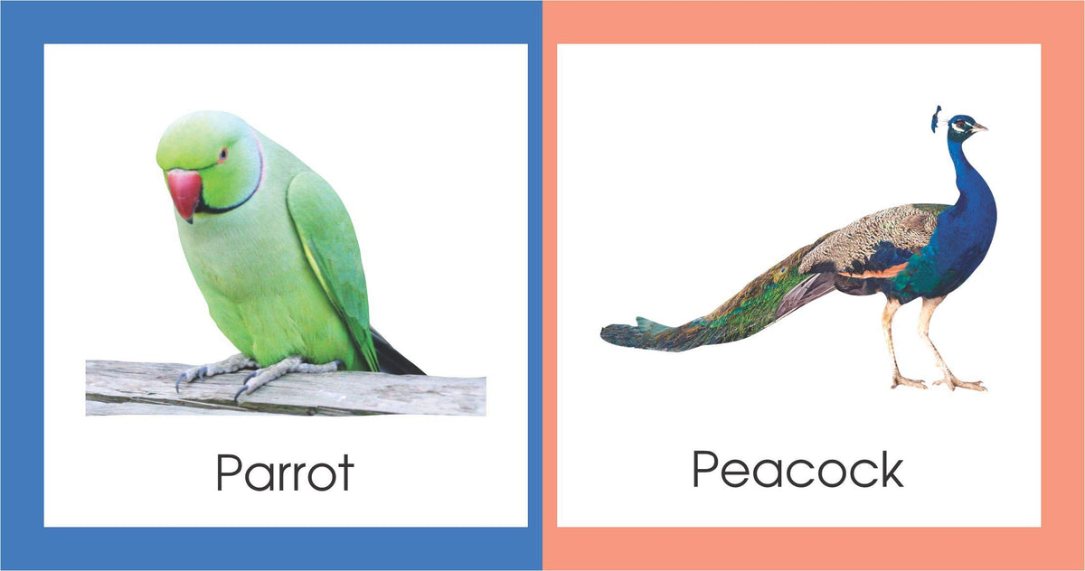 FLAP My Learning library Animals