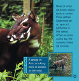 Animals At Risk (Wild World: Top 10) - Retail Maharaj