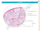 HISTOLOGY PRACTICAL MANUAL
