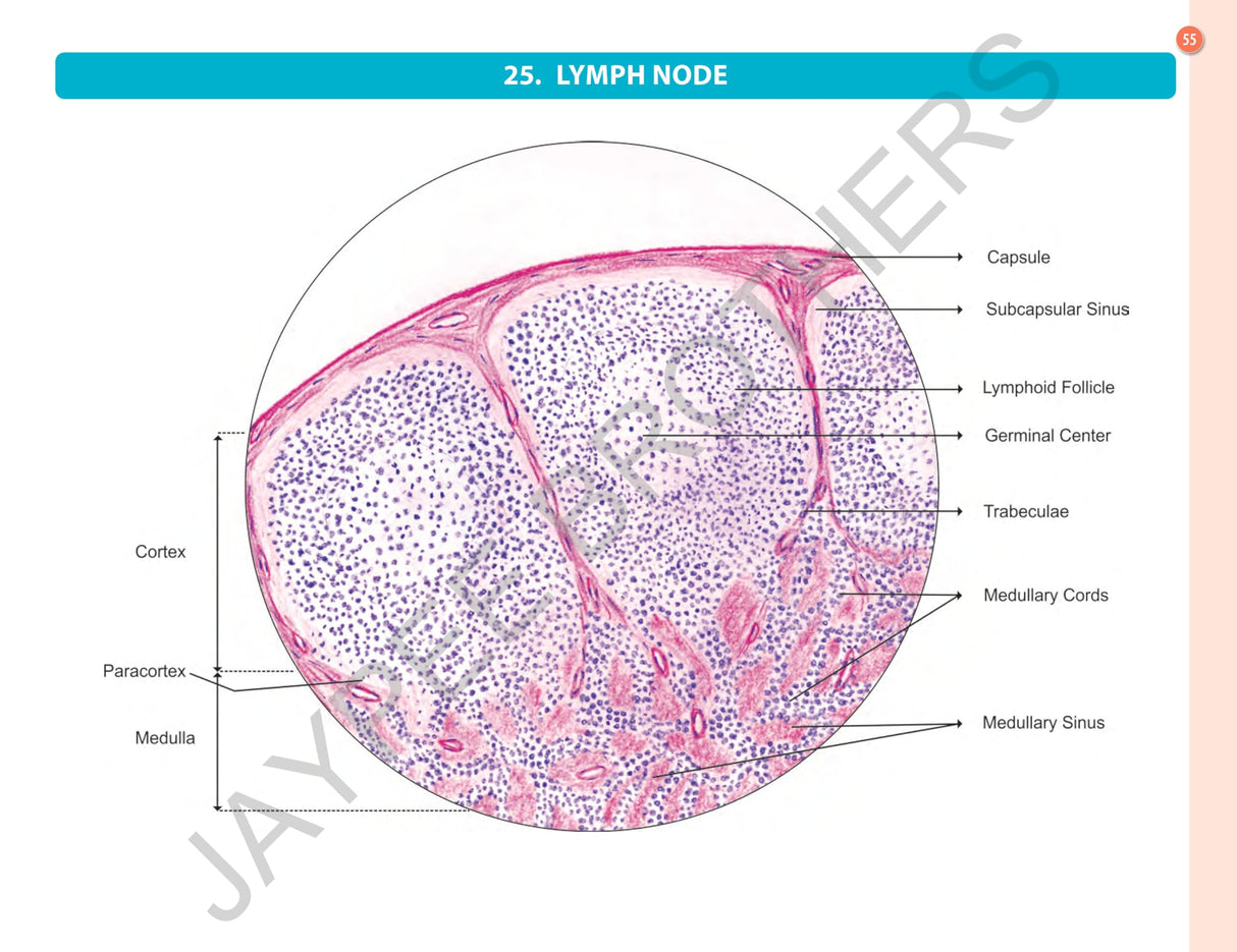 HISTOLOGY PRACTICAL MANUAL