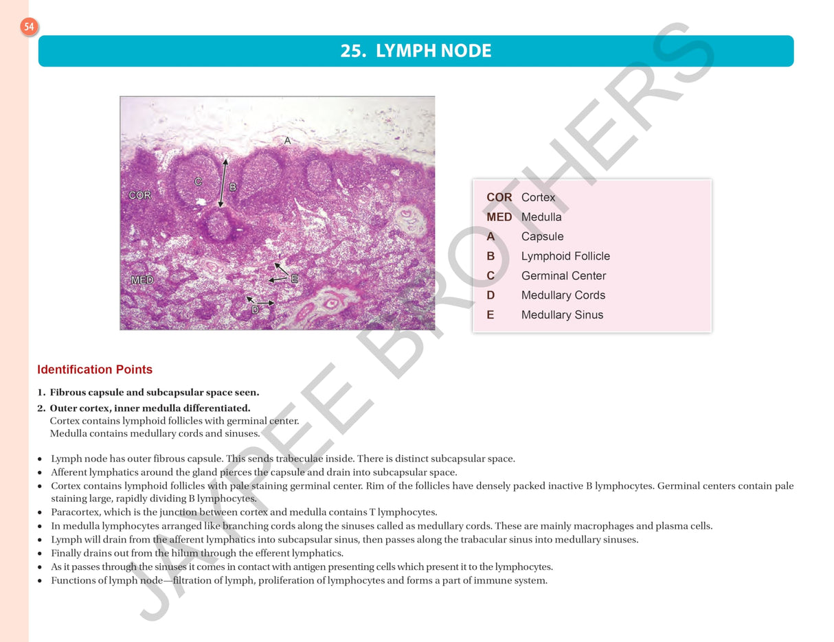 HISTOLOGY PRACTICAL MANUAL