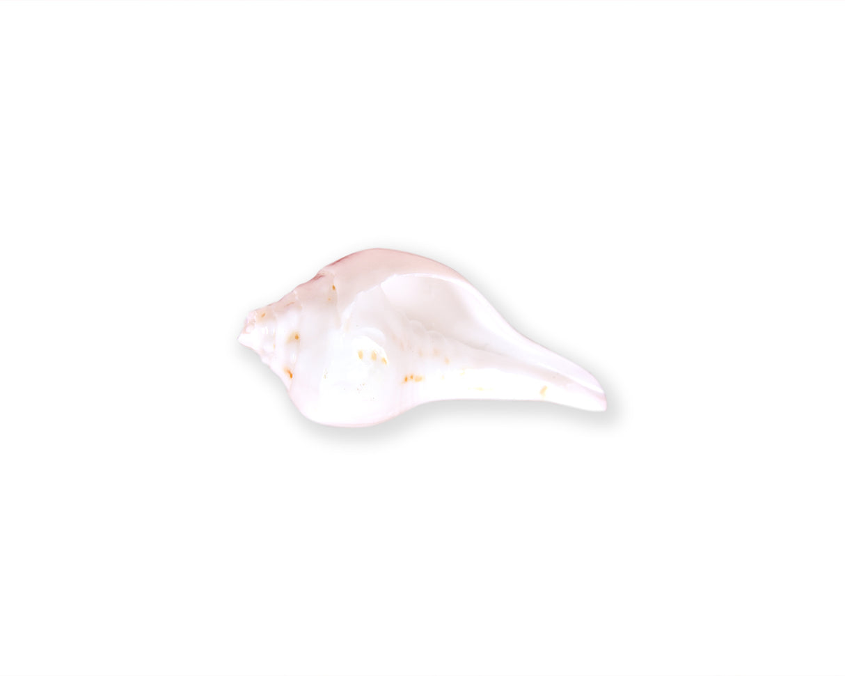 Shankh Small
