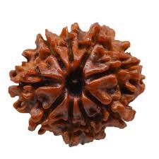 Shri 9 Mukhi Navdurga Rudraksha Divya Beed for Navgrah Shanti - Retail Maharaj
