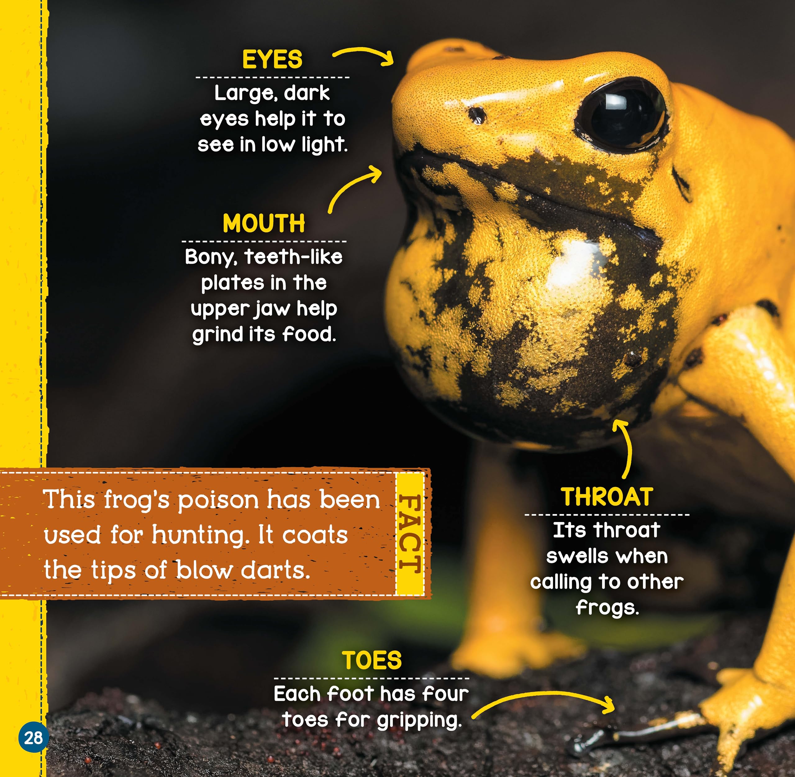 Poisonous Animals (Wild World: Top 10)