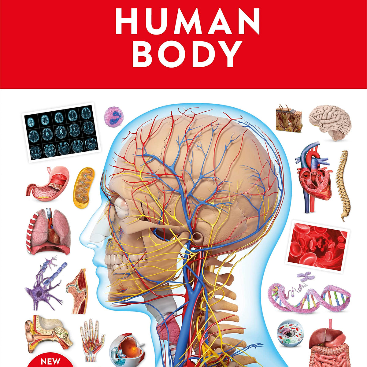 Human Body