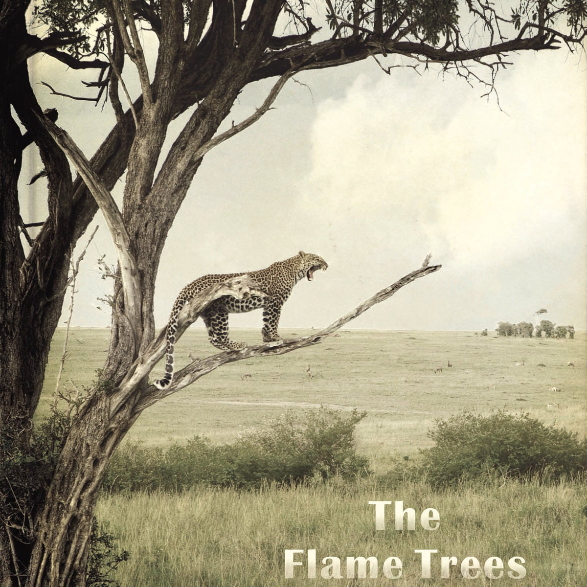 The Flame Trees Of Thika: Memories of an African Childhood