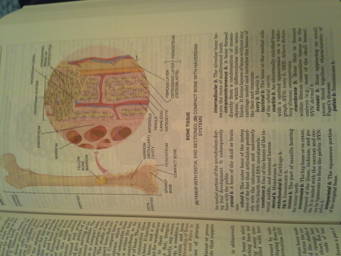 Taber's Cyclopedic Medical Dictionary