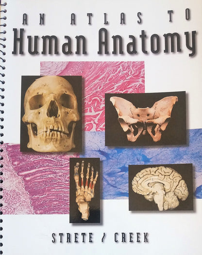 Human Anatomy