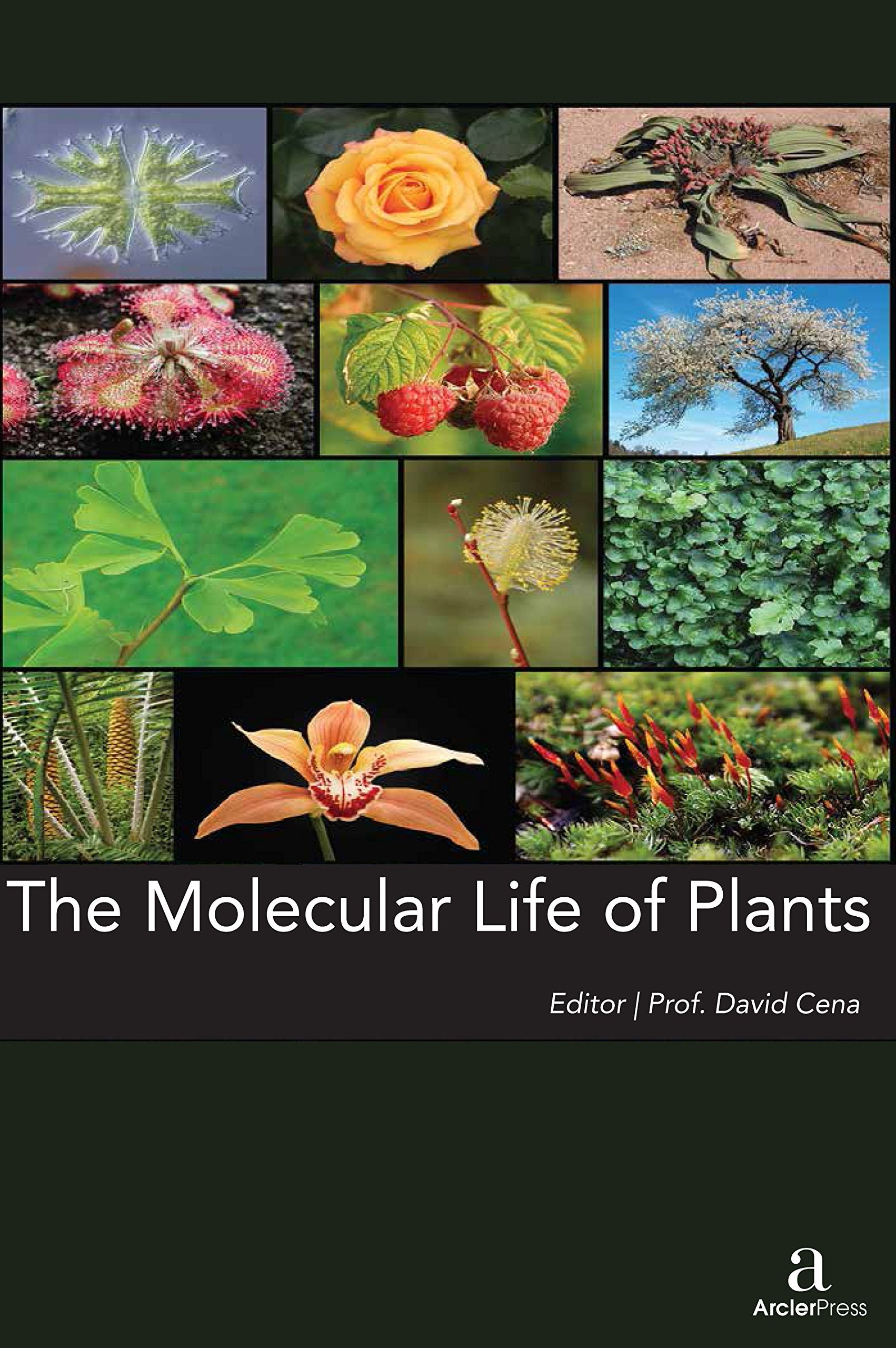 THE MOLECULAR LIFE OF PLANTS