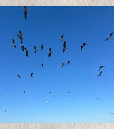 “The Flight Code” by Ankita Sengupta - Retail Maharaj