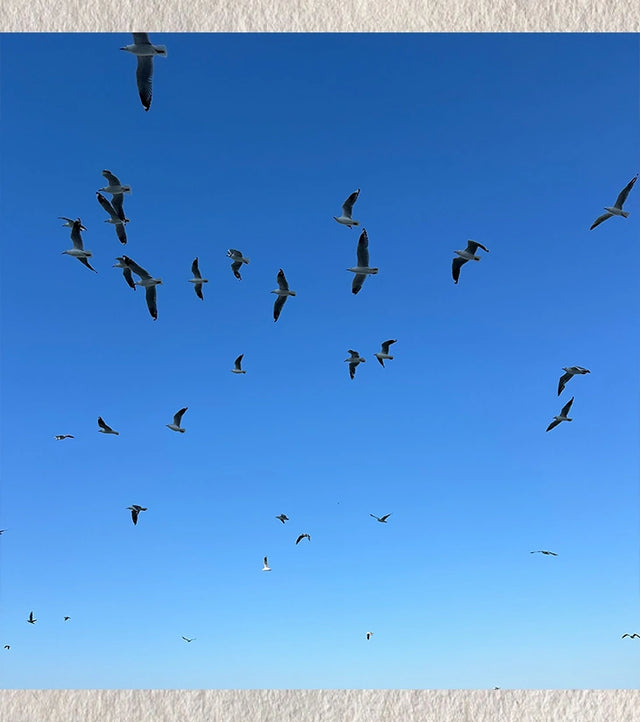 “The Flight Code” by Ankita Sengupta - Retail Maharaj