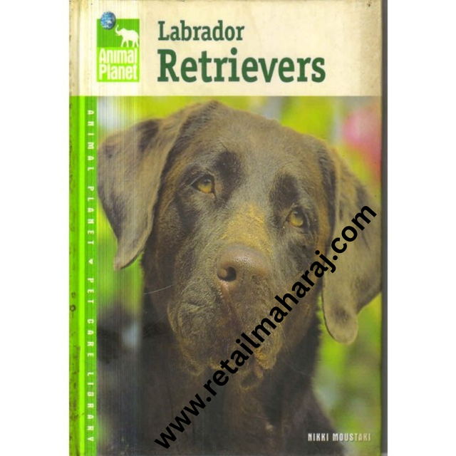 Labrador Retrievers. - Retail Maharaj