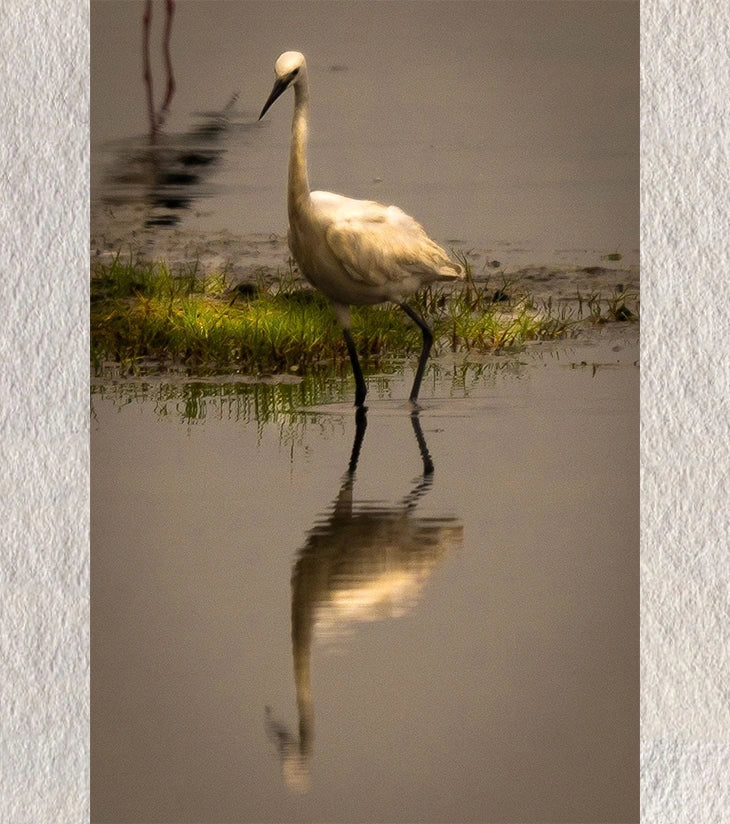 “Solitary Grace – Snowy Egret, Chilika” by Debarshi Guha Roy