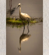 “Solitary Grace – Snowy Egret, Chilika” by Debarshi Guha Roy