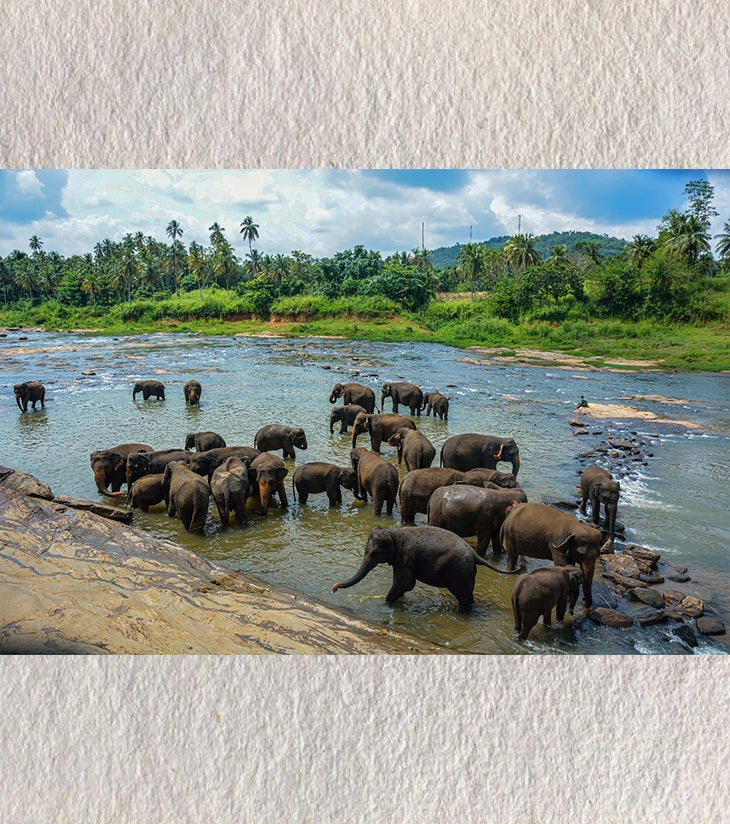 Bathing Together – Elephants of Pinnawala | Fine-Art Photograph by Sayantan Sengupta - Retail Maharaj