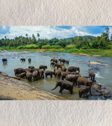 Bathing Together – Elephants of Pinnawala | Fine-Art Photograph by Sayantan Sengupta - Retail Maharaj