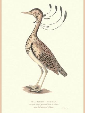 ORIENTAL MEMOIRS: Birds, Flowers & Plants of Hindostan (Set of 10 Engravings) - Retail Maharaj