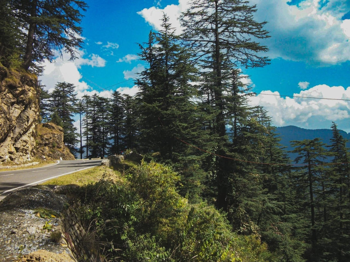 Whispers of the Pines: Journey Through the Himalayas
