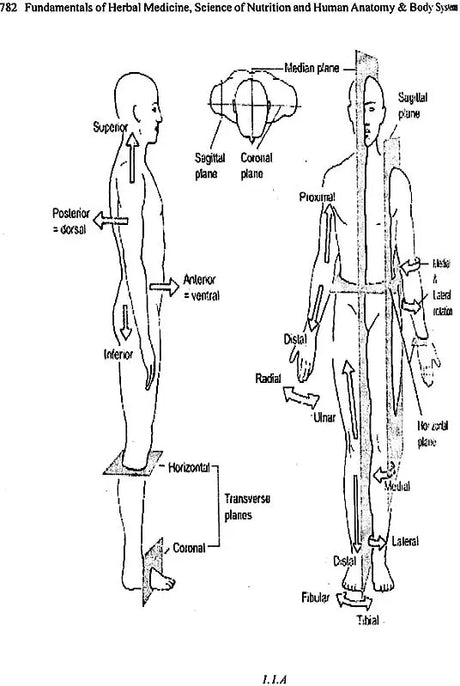 Fundamentals of Herbal Medicine (Science of Nutrition, Human Anatomy and Body Systems) - Retail Maharaj